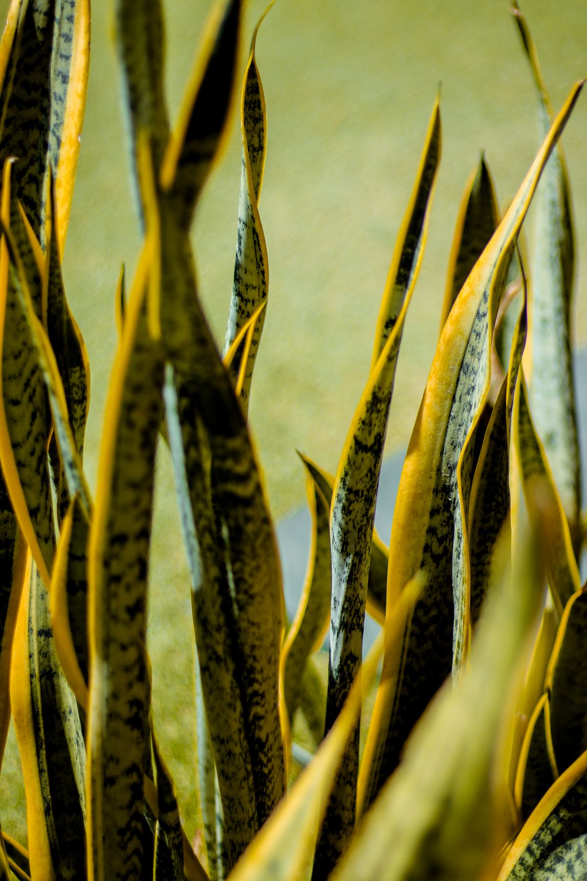 Flat vs Cylindrical Snake Plant Leaves: 7 Key Differences