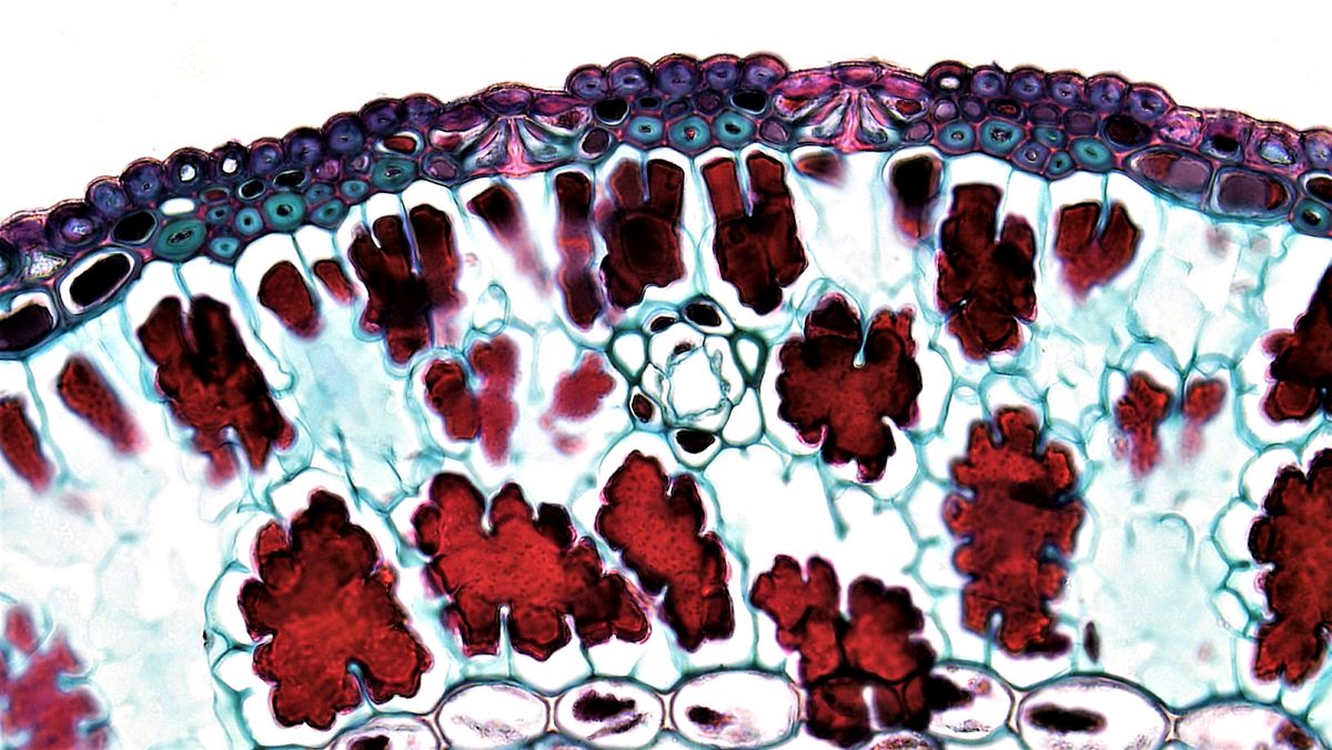 Detailed microscopic view of plant cell structure, illustrating the kind of cellular organization found within a leaf's epidermis and internal tissue layers