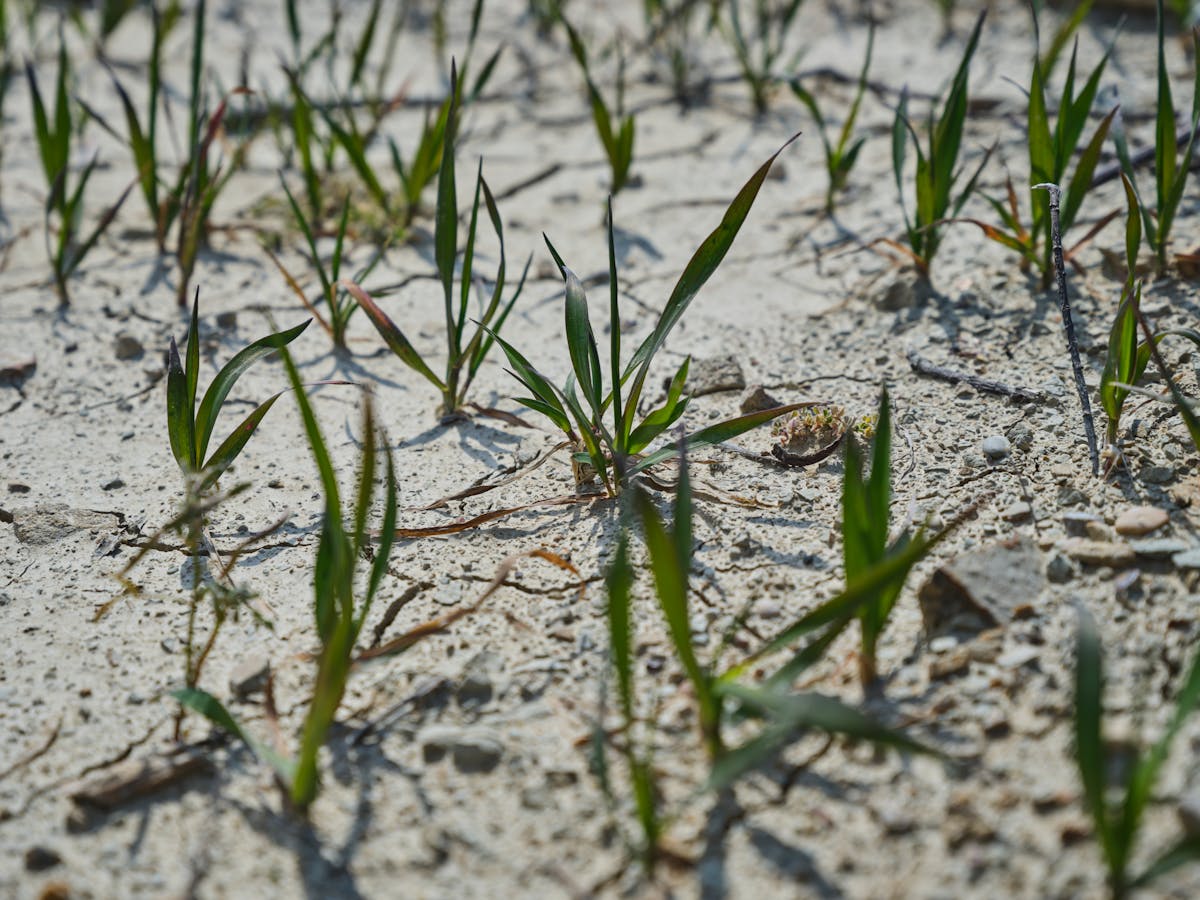 New green shoots emerging from dark soil — the stage that follows successful rhizome division, when dormant growing points activate and the first new leaves push upward