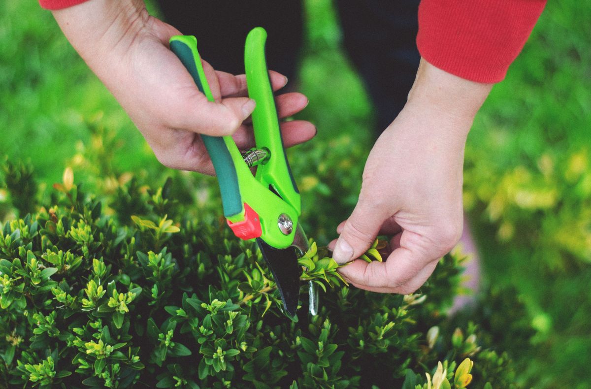 Hands using pruning shears to trim greenery