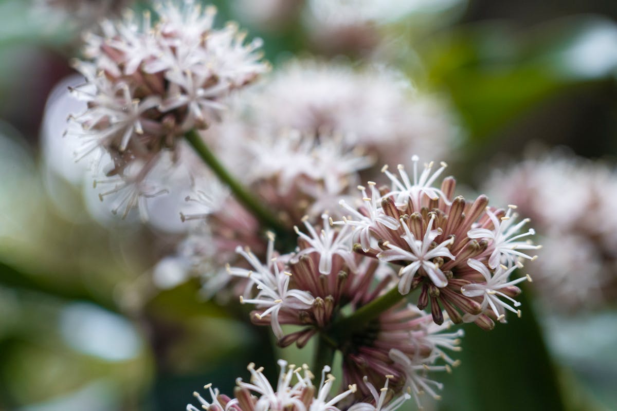 Delicate Dracaena sansevieria flowers in bloom showing small tubular pale blossoms on a flowering raceme spike with soft-focus background