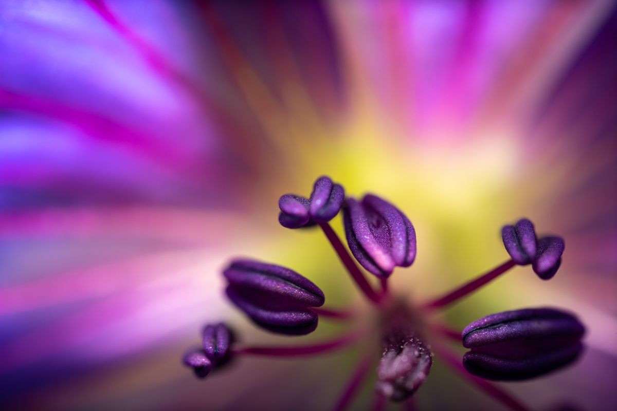 Close-up of flower stamens and anthers, the same basic filament-and-anther structure found in a snake plant's six stamens
