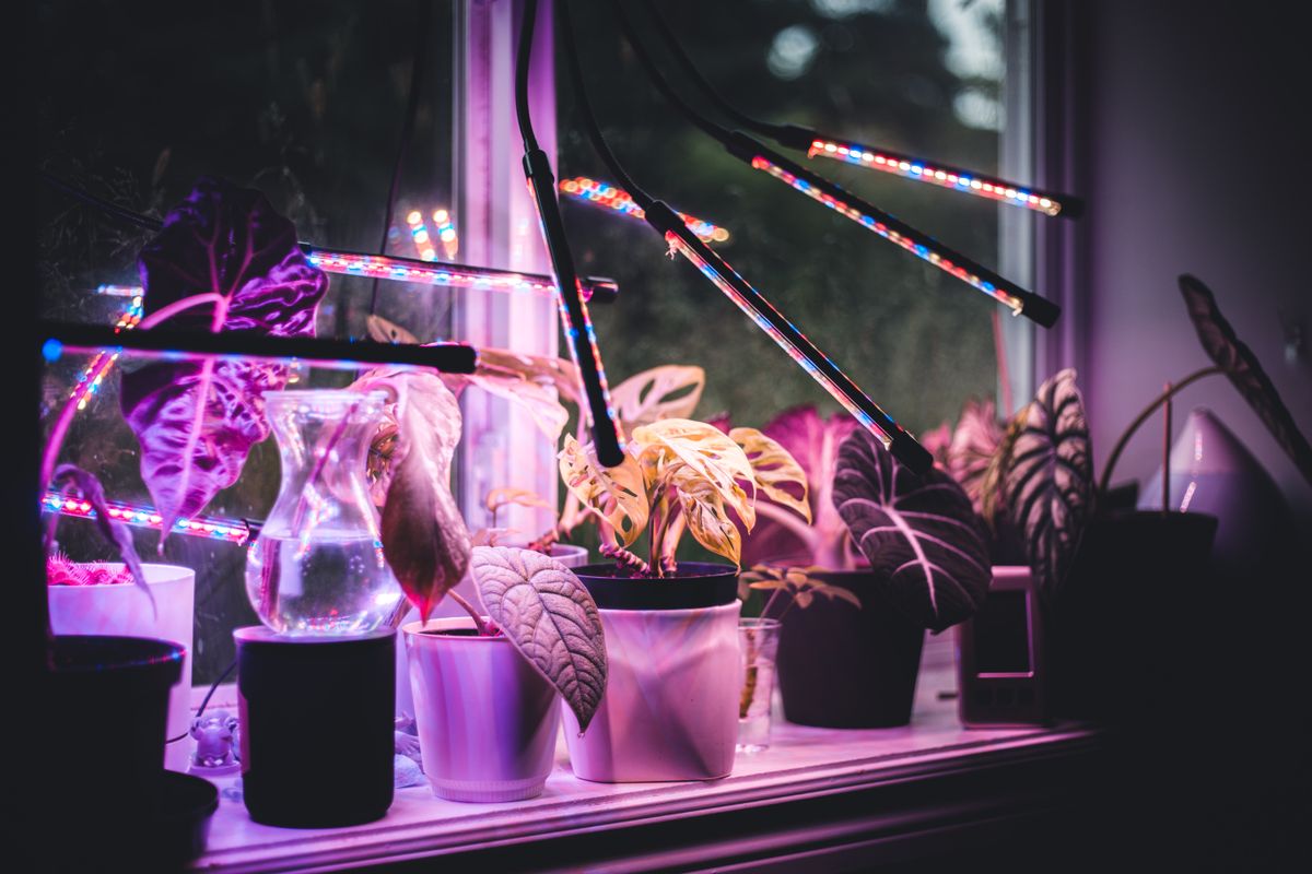 A colorful display of potted plants illuminated by LED grow lights on a windowsill