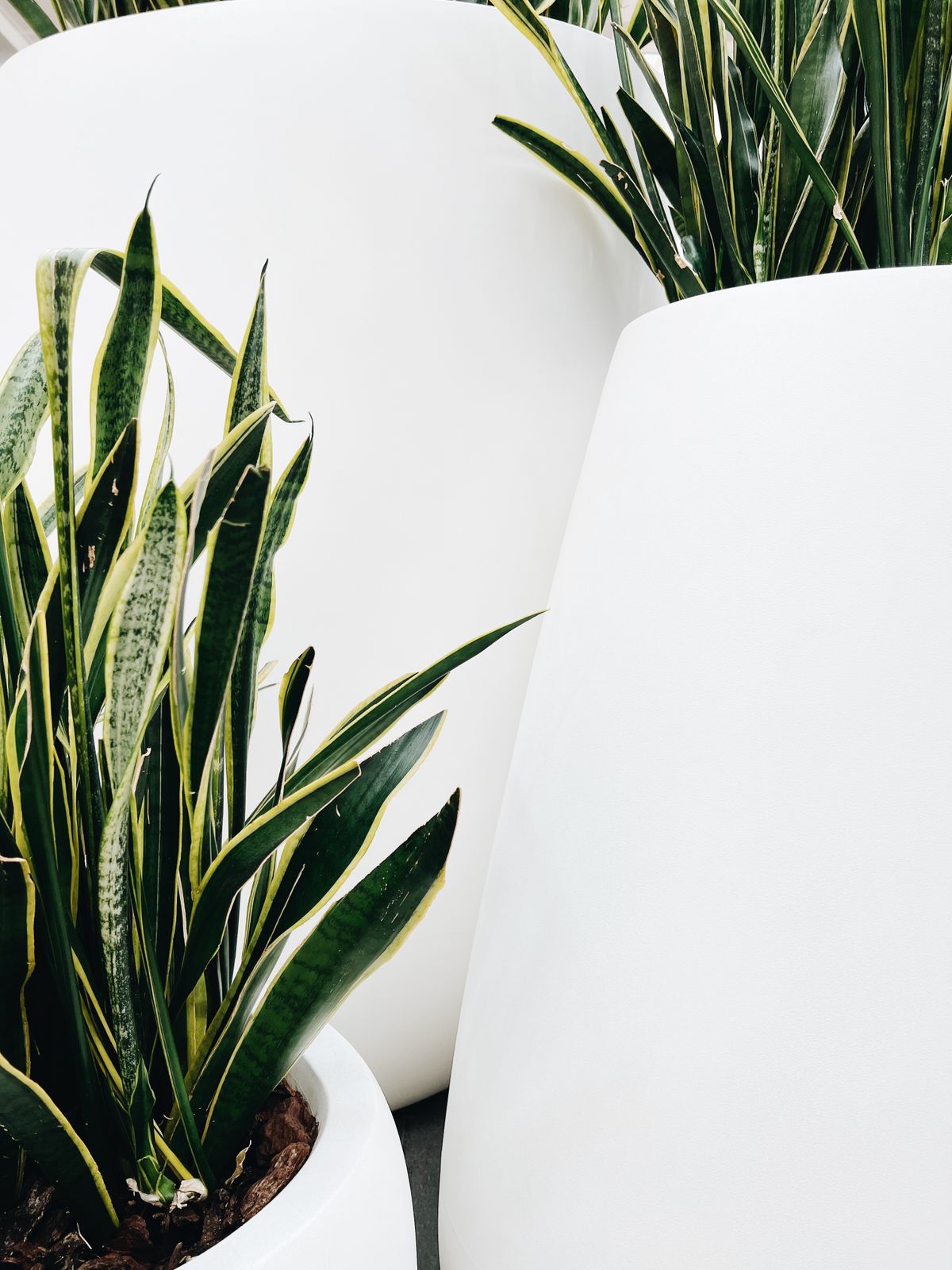 Mature Sansevieria plants clustered in white pots, the kind of established growth that typically precedes flowering