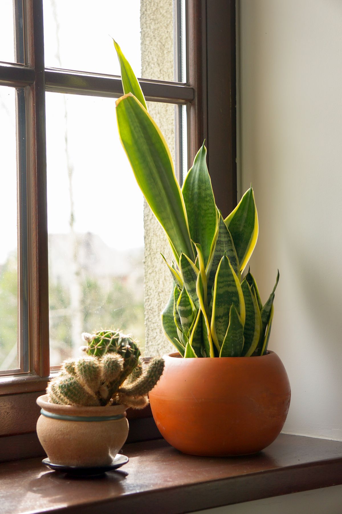 Snake plant and succulents arranged on a bright sunlit windowsill receiving indirect light
