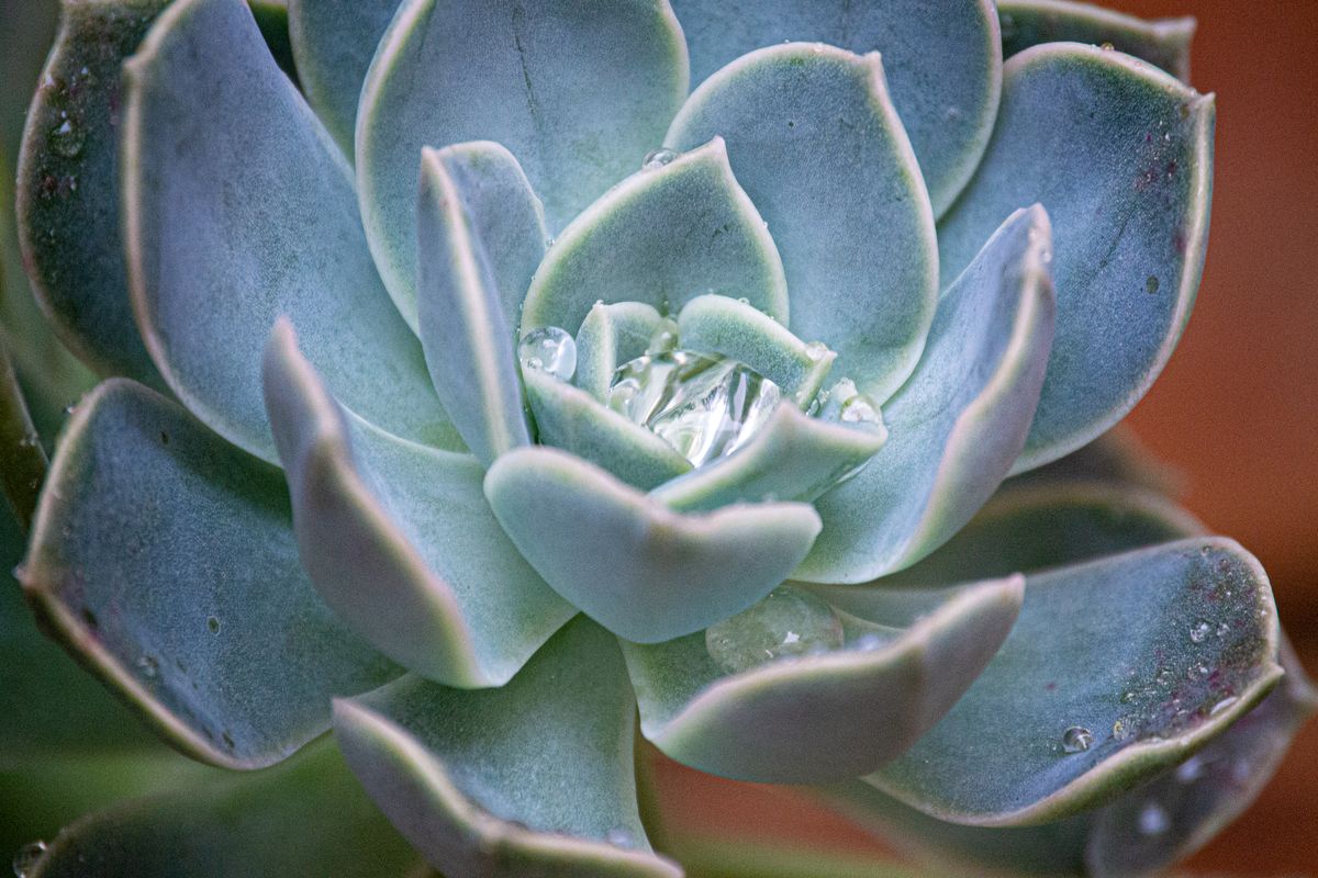 Detailed view of an Echeveria succulent with water droplets on its leaves, illustrating the same water-storage strategy common to succulent plant tissue