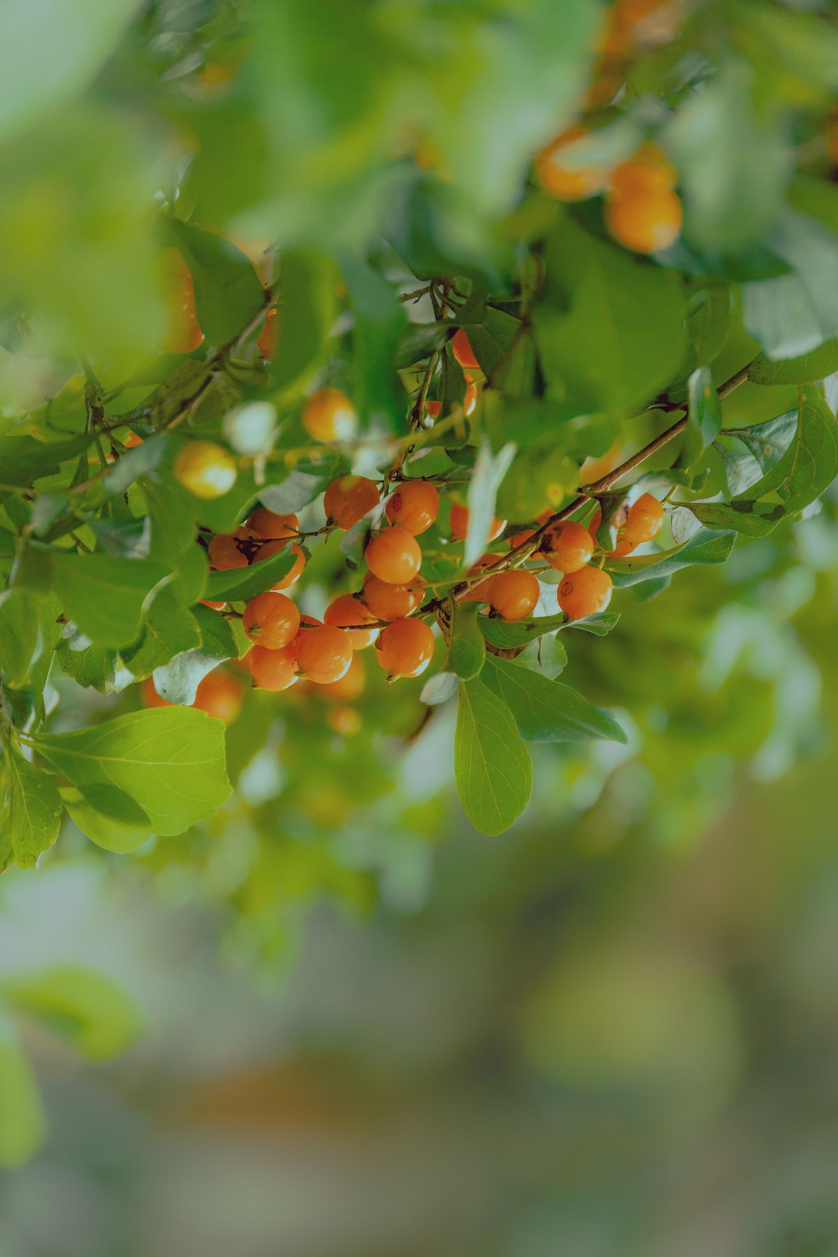 Vivid close-up of orange berries ripening on a shrub, surrounded by green leaves, similar to the fruit that develops on a pollinated snake plant flower stalk