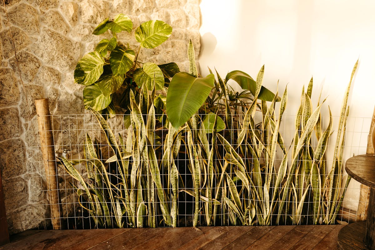 Vibrant tropical plants including Sansevieria snake plants with large-leaved companions displayed against a stone wall creating a warm cozy indoor ambiance
