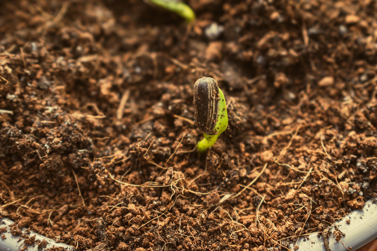 Macro shot of a fresh seedling sprouting from rich soil — the new pup from a sansevieria leaf cutting emerges at this scale, weeks after the underground root system has already established