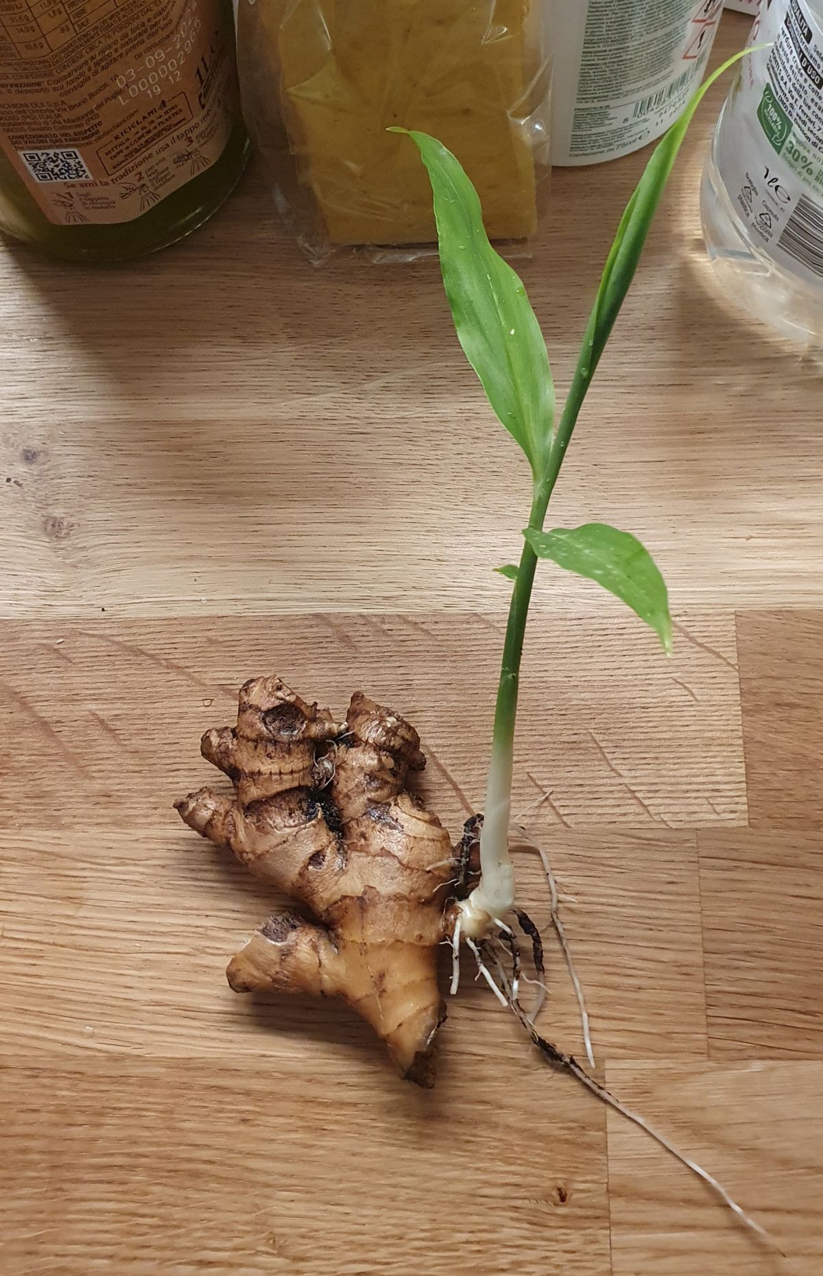 Fresh ginger root with a visible sprout, illustrating the node and bud structure that makes a rhizome a stem rather than a root