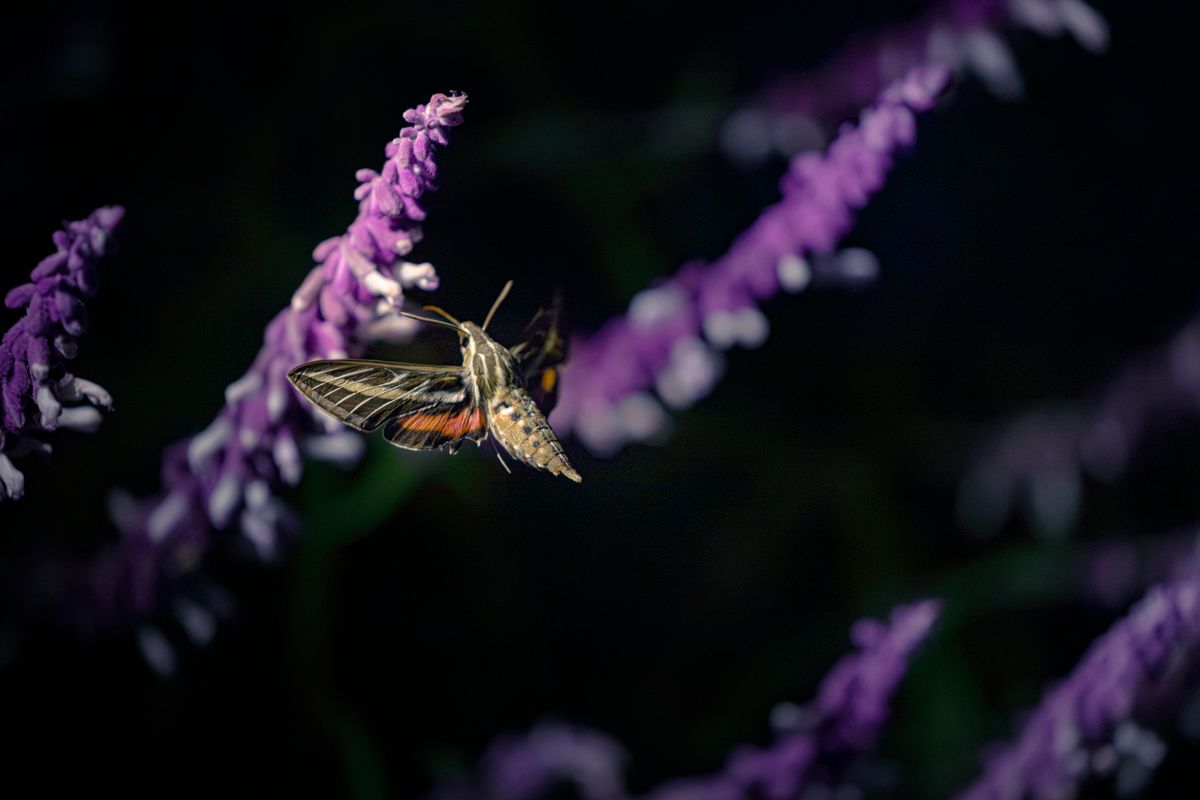White-lined sphinx moth hovering near night-blooming flowers, the type of nocturnal pollinator sansevieria flowers evolved to attract
