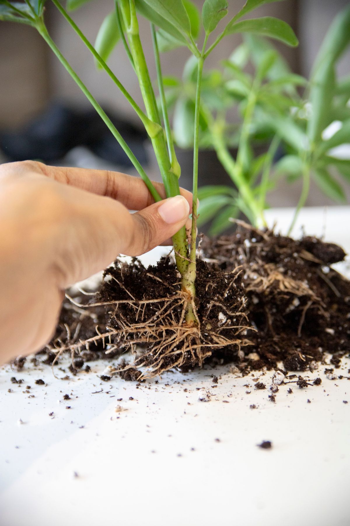 A hand holding a small plant showing its bare fibrous root system, illustrating the thinner, wiry texture of true roots compared to the thicker rhizome they grow from