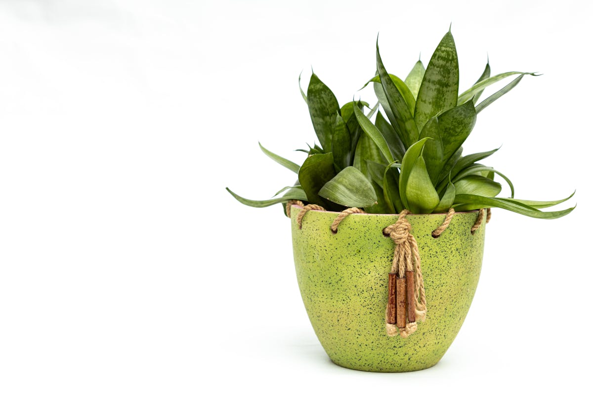 Close-up of a lush green Sansevieria snake plant in a stylish ceramic pot against a clean white backdrop showing healthy dense upright leaf growth indicating correct care conditions