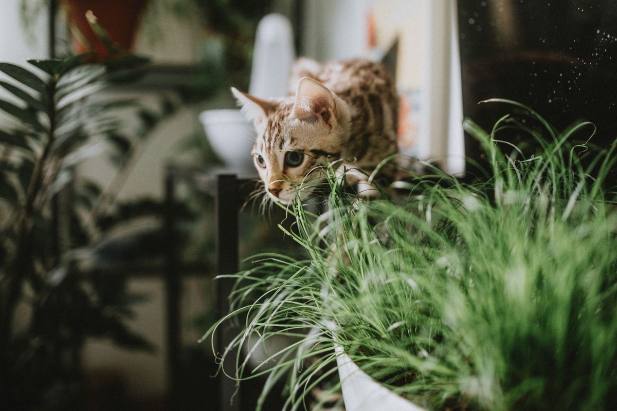 A curious cat exploring lush indoor houseplants, a reminder to keep snake plant berries and leaves out of reach of pets