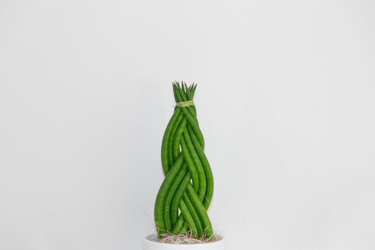 Close-up of braided Sansevieria cylindrica African spear plant stems in a pot showing cylindrical dark green leaves with pale ring markings
