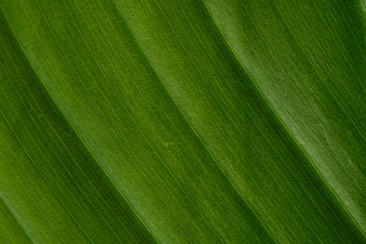 Snake Plant Vascular Bundles: A Guide to Monocot Anatomy
