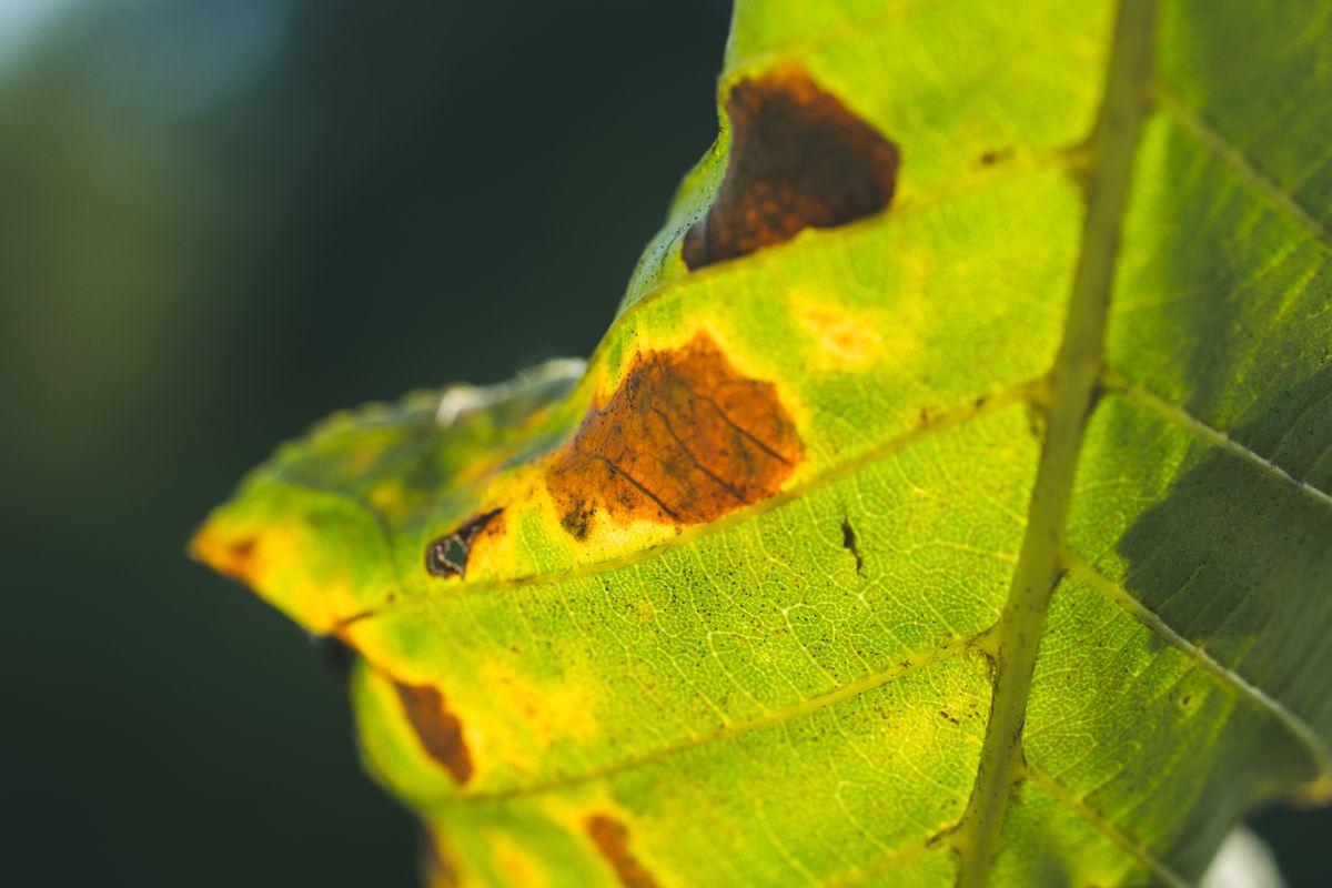 Detailed macro image of a green leaf featuring brown spots and signs of decay