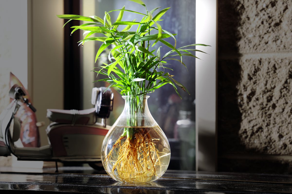 A plant cutting with visible white roots growing in a clear glass vase of water — water propagation lets you confirm root development is happening, but requires transplanting to soil before the roots become too specialised