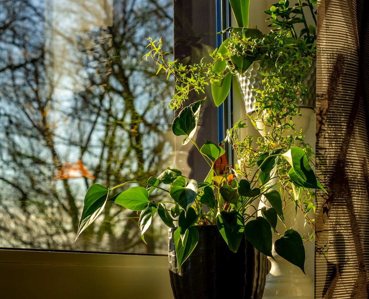 Lush green houseplants bathed in natural sunlight streaming through a large window showing ideal bright indirect light conditions for growing Sansevieria trifasciata indoors