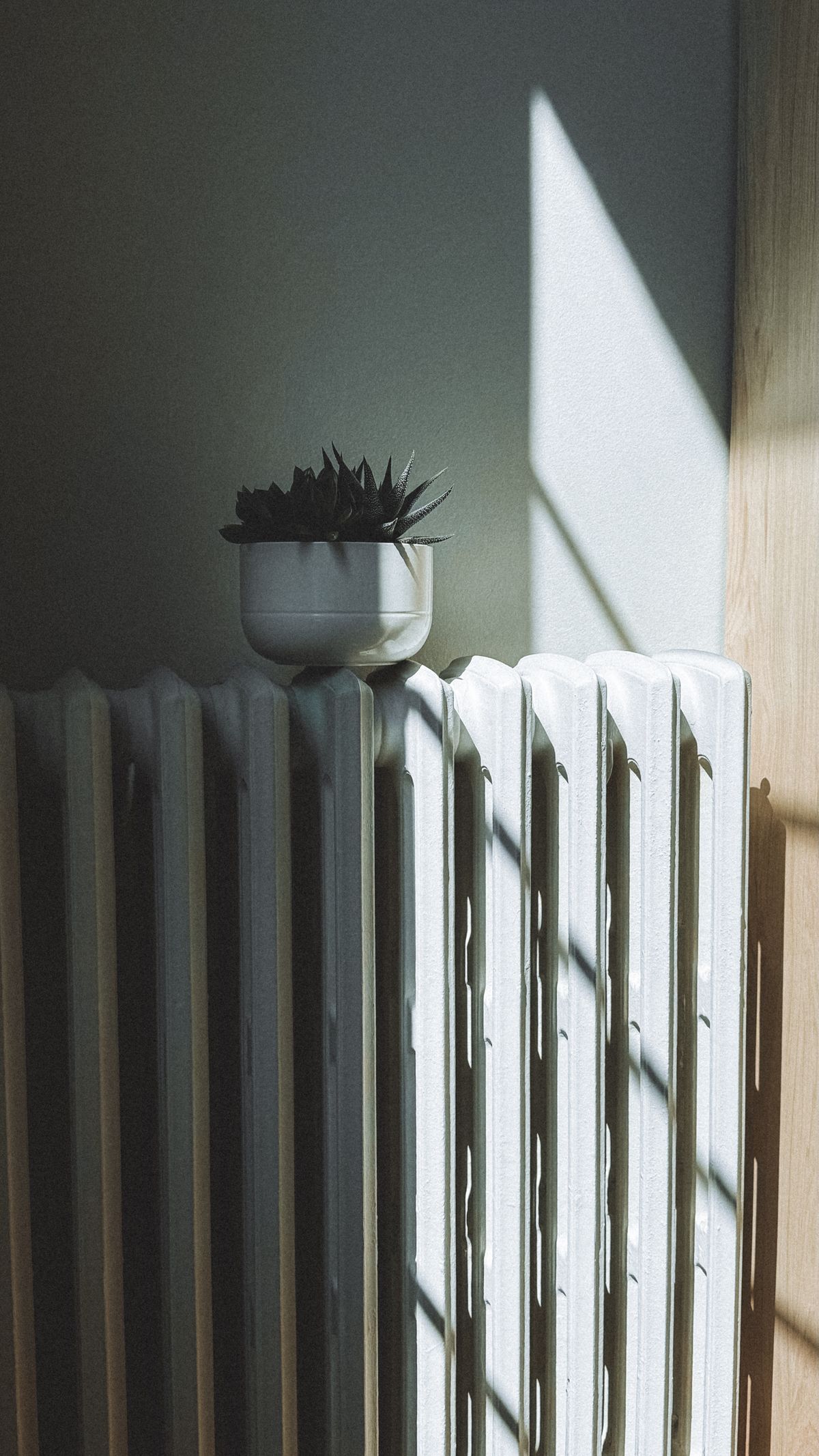A succulent plant on a radiator with sunlight streaming through a window
