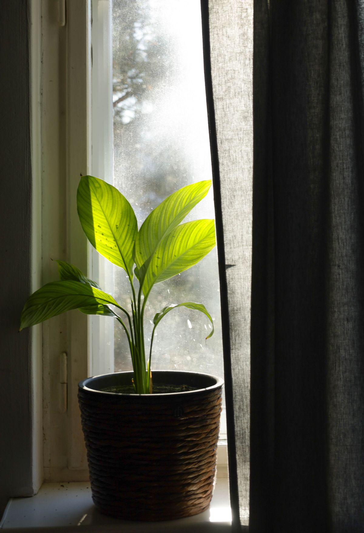 A vibrant plant illuminated by direct sunlight through a window, illustrating the bright light conditions that support a stronger wax layer on new Moonshine growth