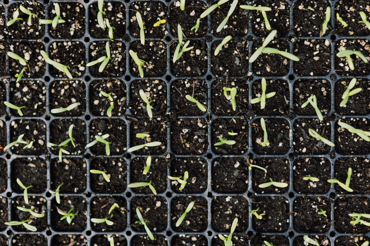 Top view of young green seedlings growing in black planting trays