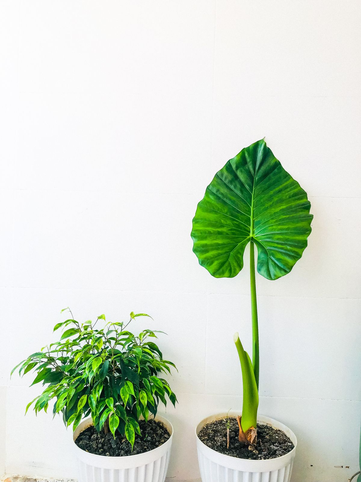 Self-Pollination vs Cross-Pollination in Snake Plants