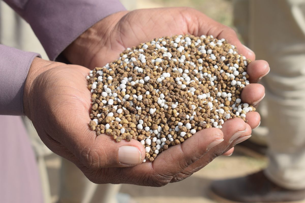 Close-up of hands holding granular fertilizer