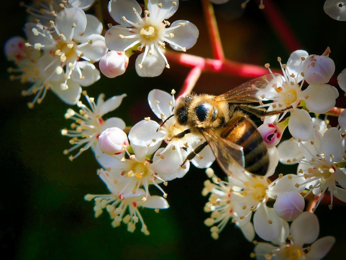 A bee pollinating a white flower — a different flower shape and pollination strategy than the tubular, moth-adapted snake plant bloom