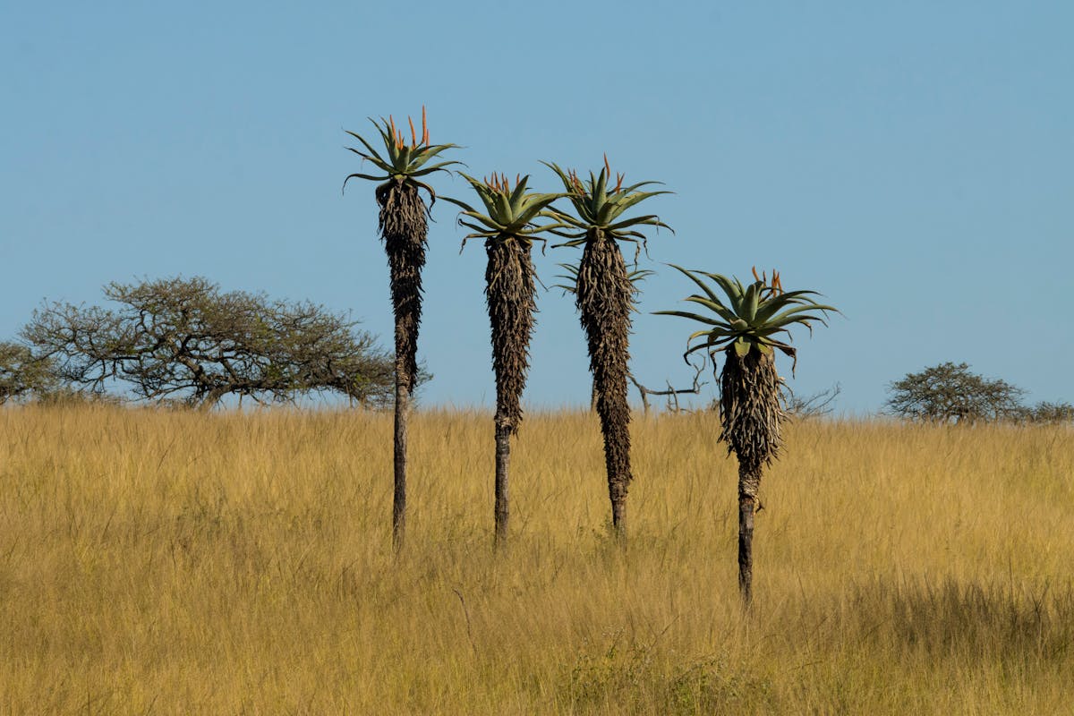 Aloe trees standing in open African savanna grassland representing the seasonal tropical vegetation type that sansevieria species colonize across sub-Saharan Africa