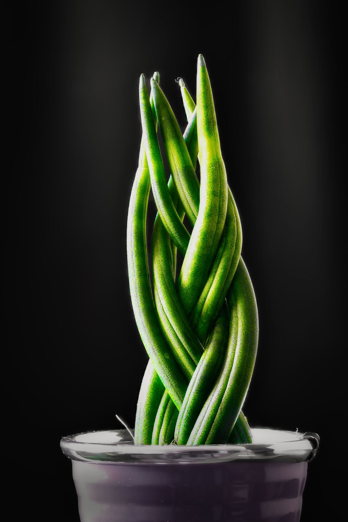 Vibrant green braided Sansevieria plant, illustrating a cylindrical-leaved species where stomata are arranged differently than in flat-leaved cultivars