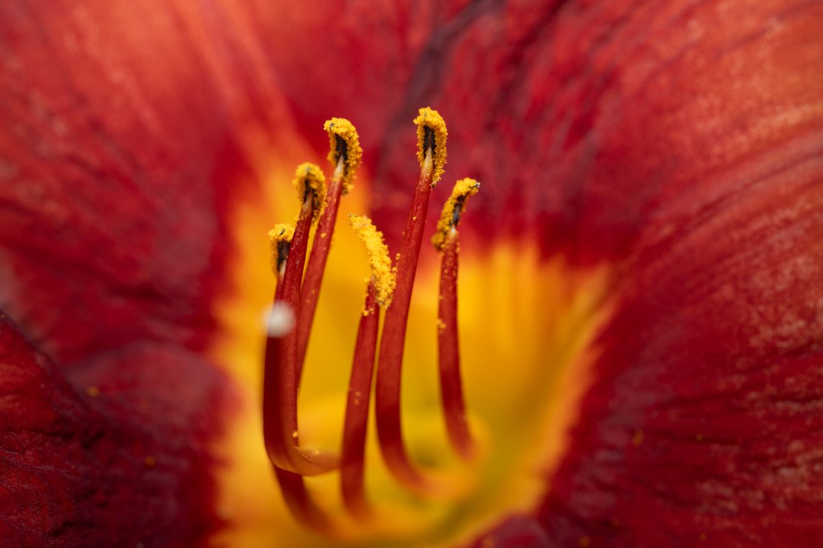Macro shot showcasing the detailed stamen and pollen of a vibrant red lily flower, illustrating the reproductive structures involved in flowering-plant fertilization