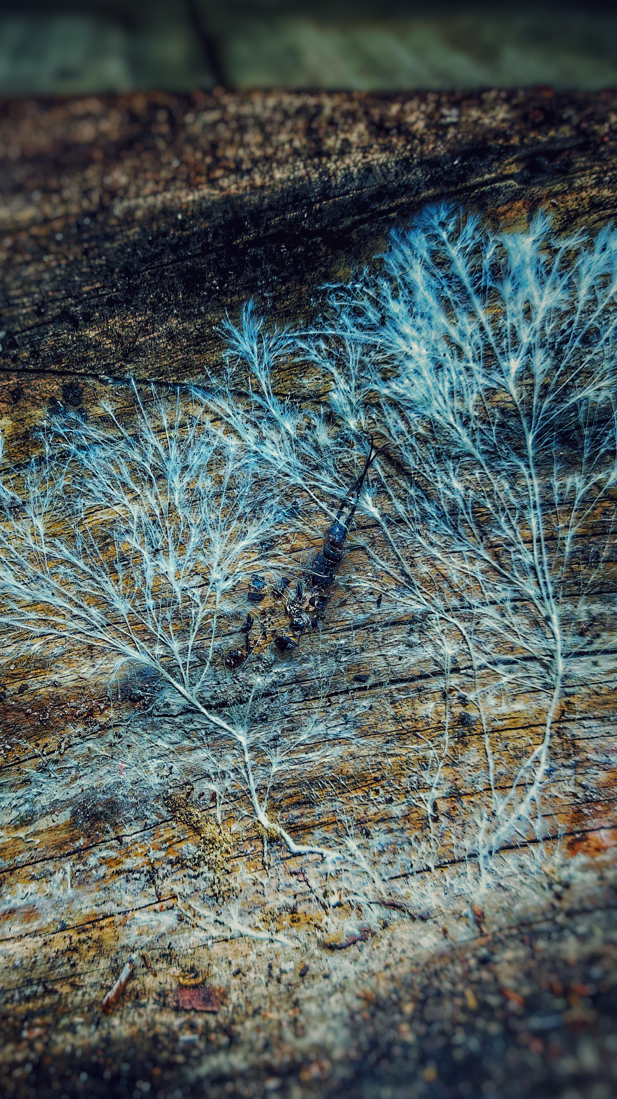 Snake Plant Southern Blight: Living Rhizome vs. Rotted Rhizome
