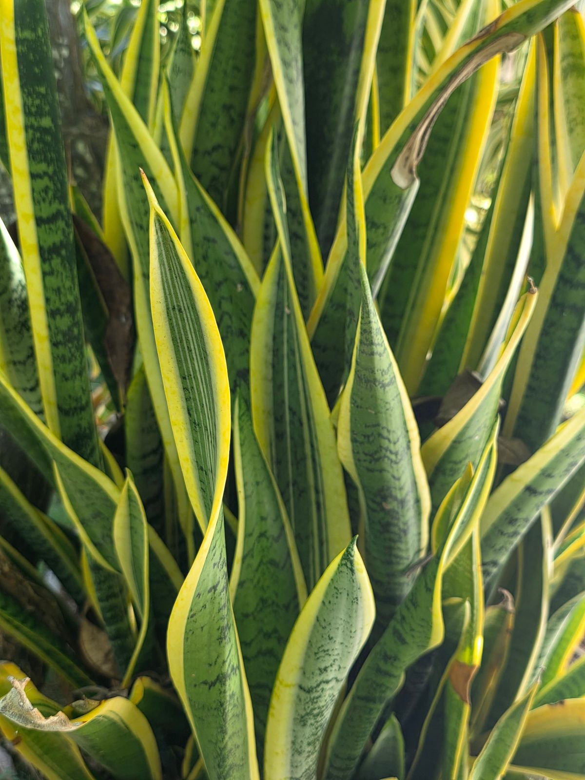 Close-up of lush green and yellow patterned snake plant foliage indoors
