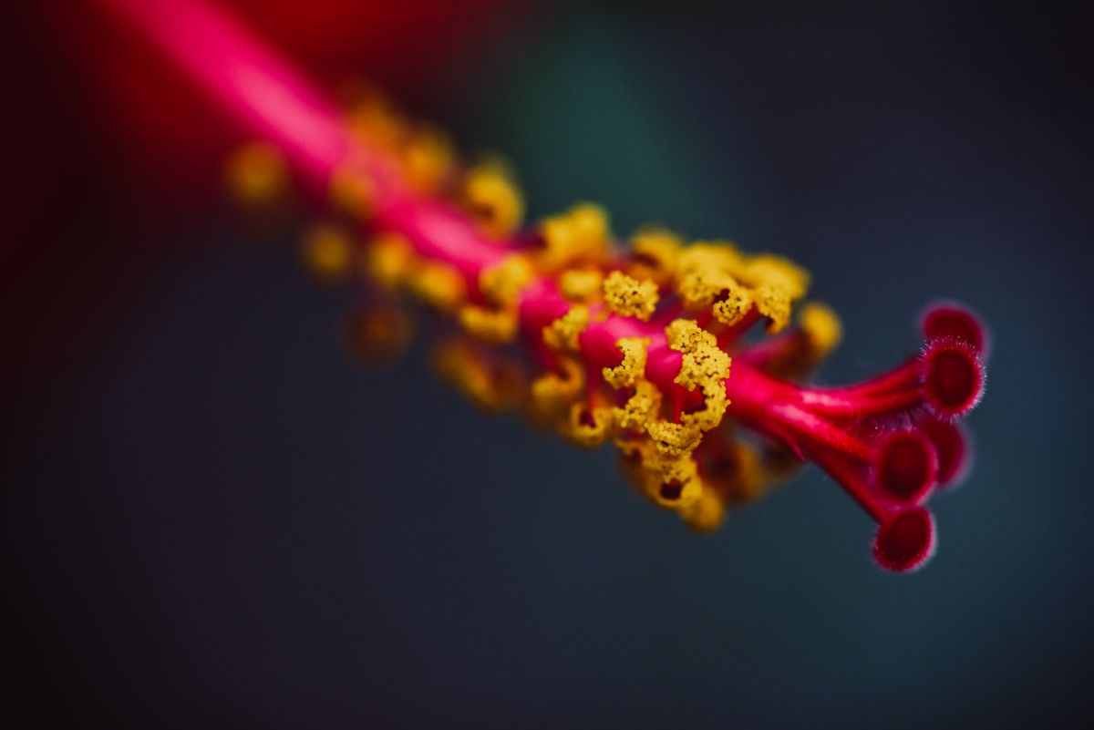 Snake Plant Pollen, Stigma and Fertilization Explained