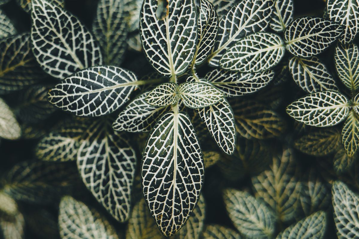 A high-resolution close-up of leaves showcasing intricate branching, netted vein patterns, the eudicot venation style that contrasts with a snake plant's parallel veins