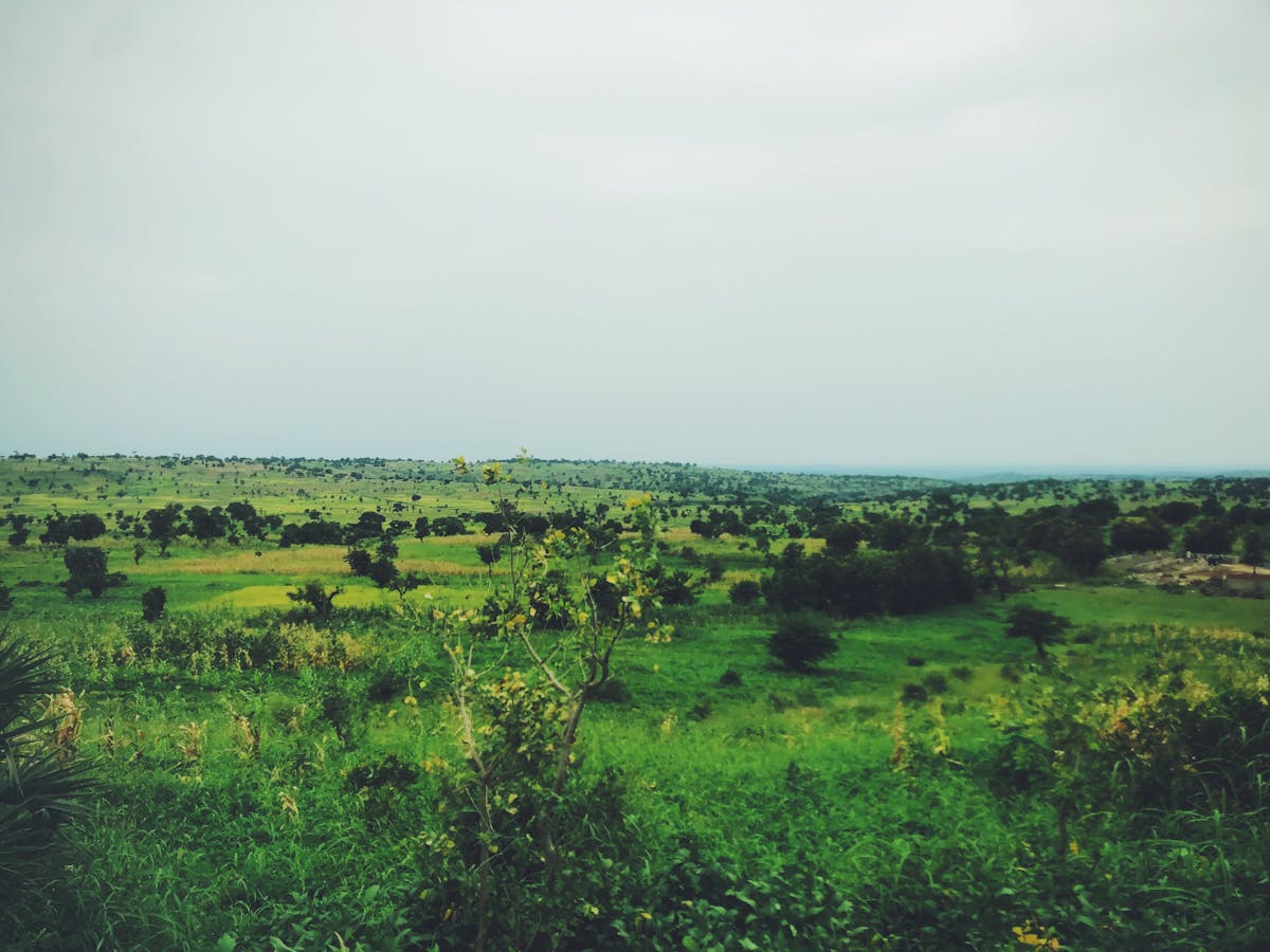 Expansive open green landscape in Nigeria showing the tropical savanna terrain where Sansevieria trifasciata grows natively across West Africa