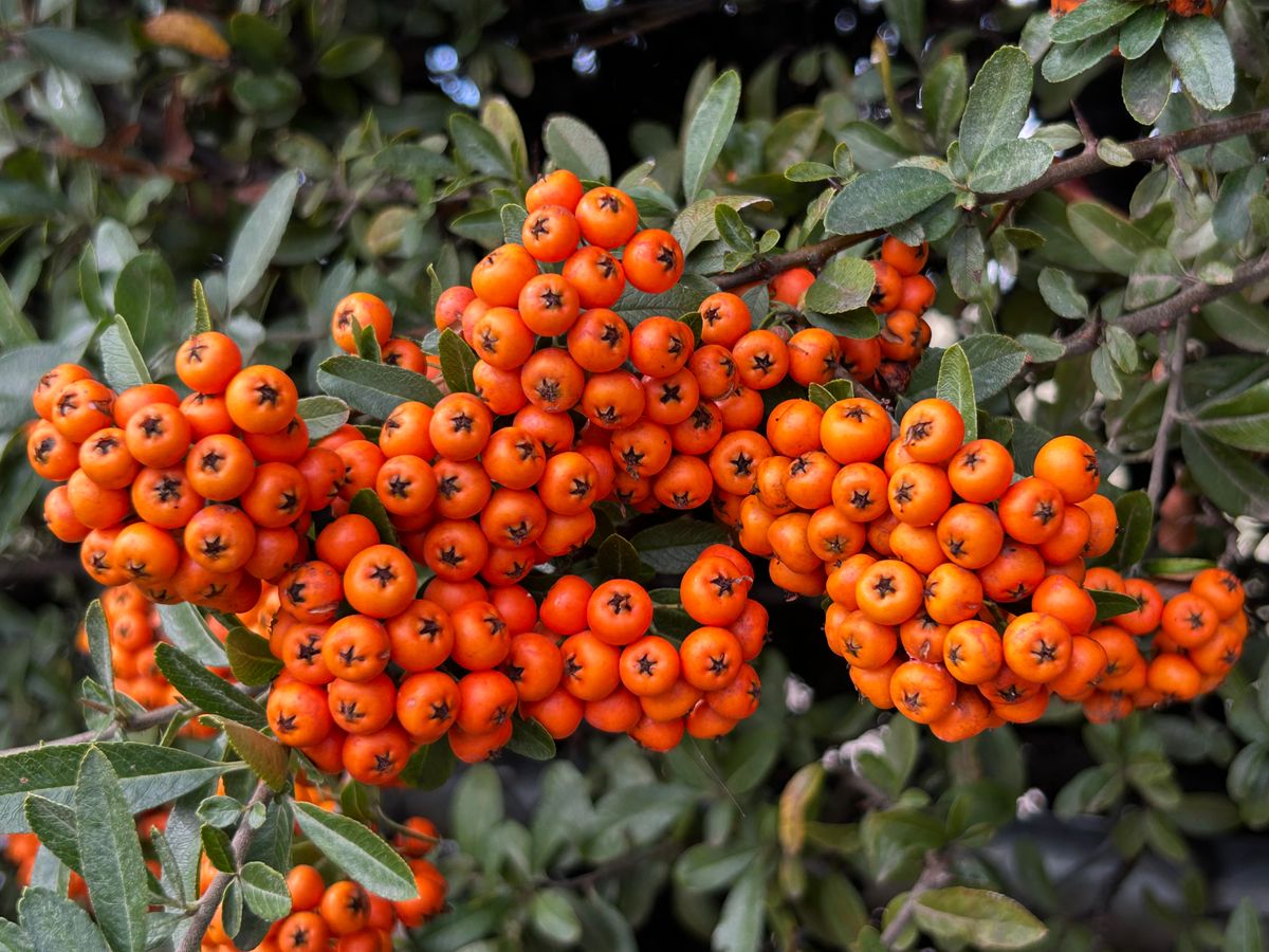 Snake Plant Berries: How Fruit Develops After Flowering