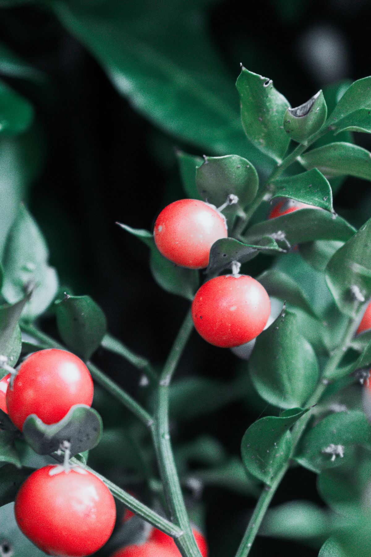 Bright red berries on a plant, similar in size and color to the berries a snake plant flower develops after successful pollination