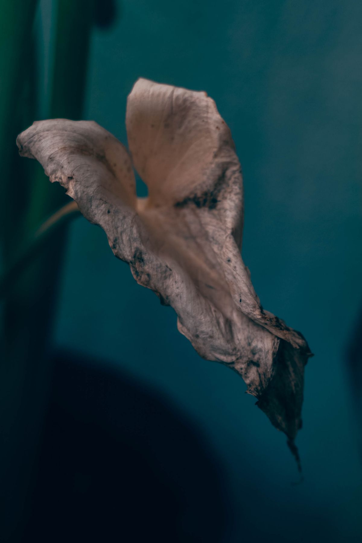 Snake Plant Bacterial Soft Rot: 6 Deadly Signs & Fixes