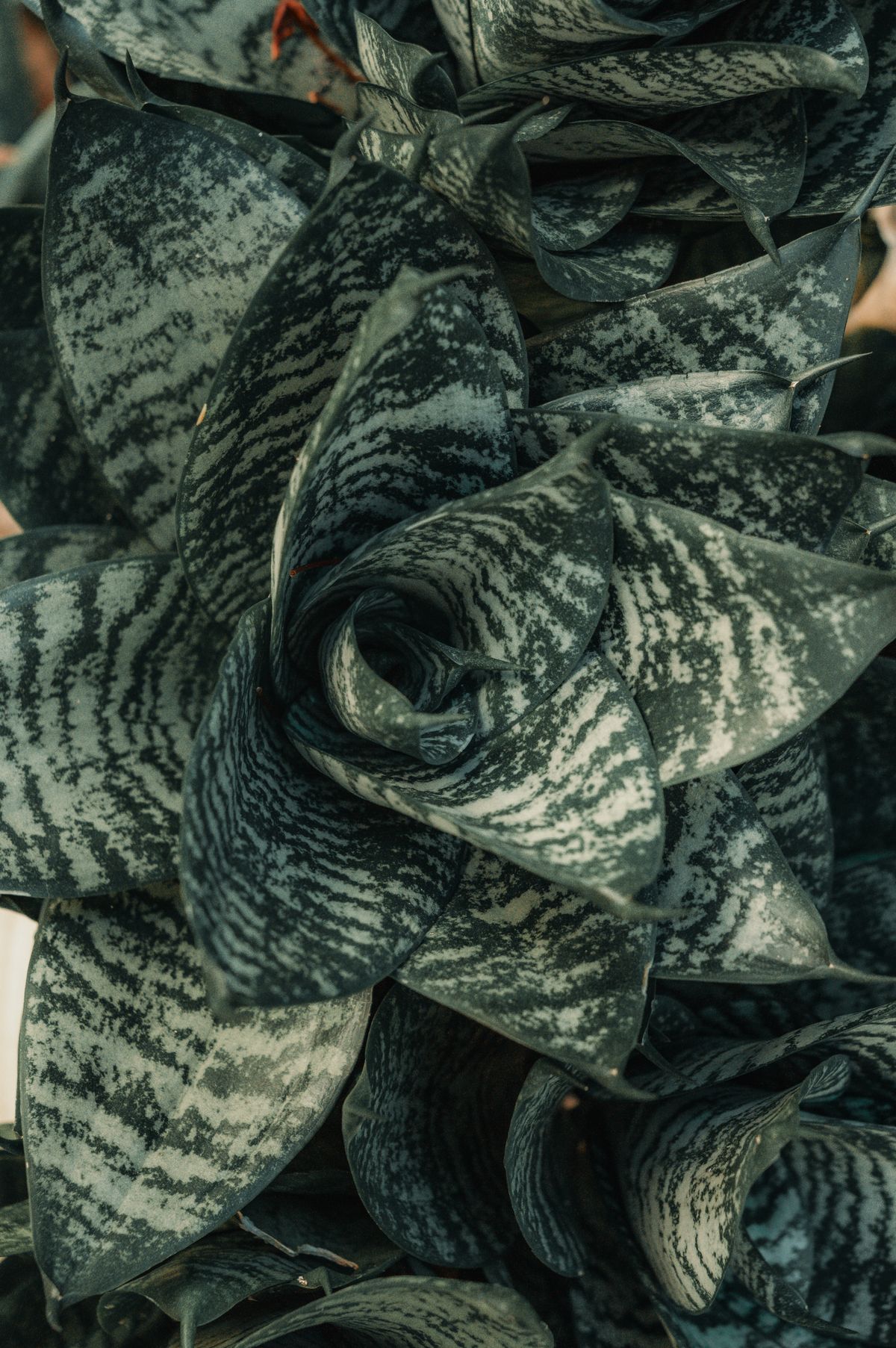 Detailed view of variegated snake plant leaves showing distinct patterned striping