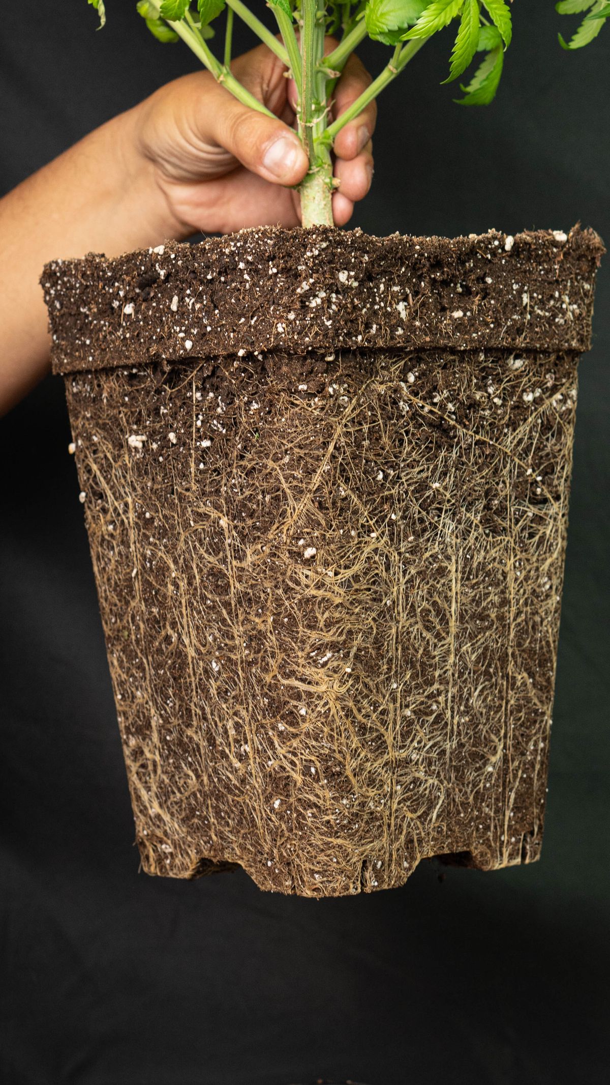 A cannabis plant's root ball with healthy white roots, ready for transplanting