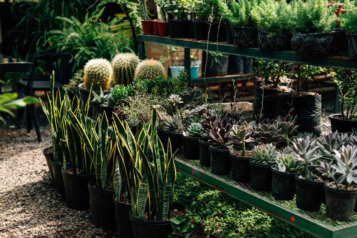 Types of Sansevieria Plants (Scientific Overview)