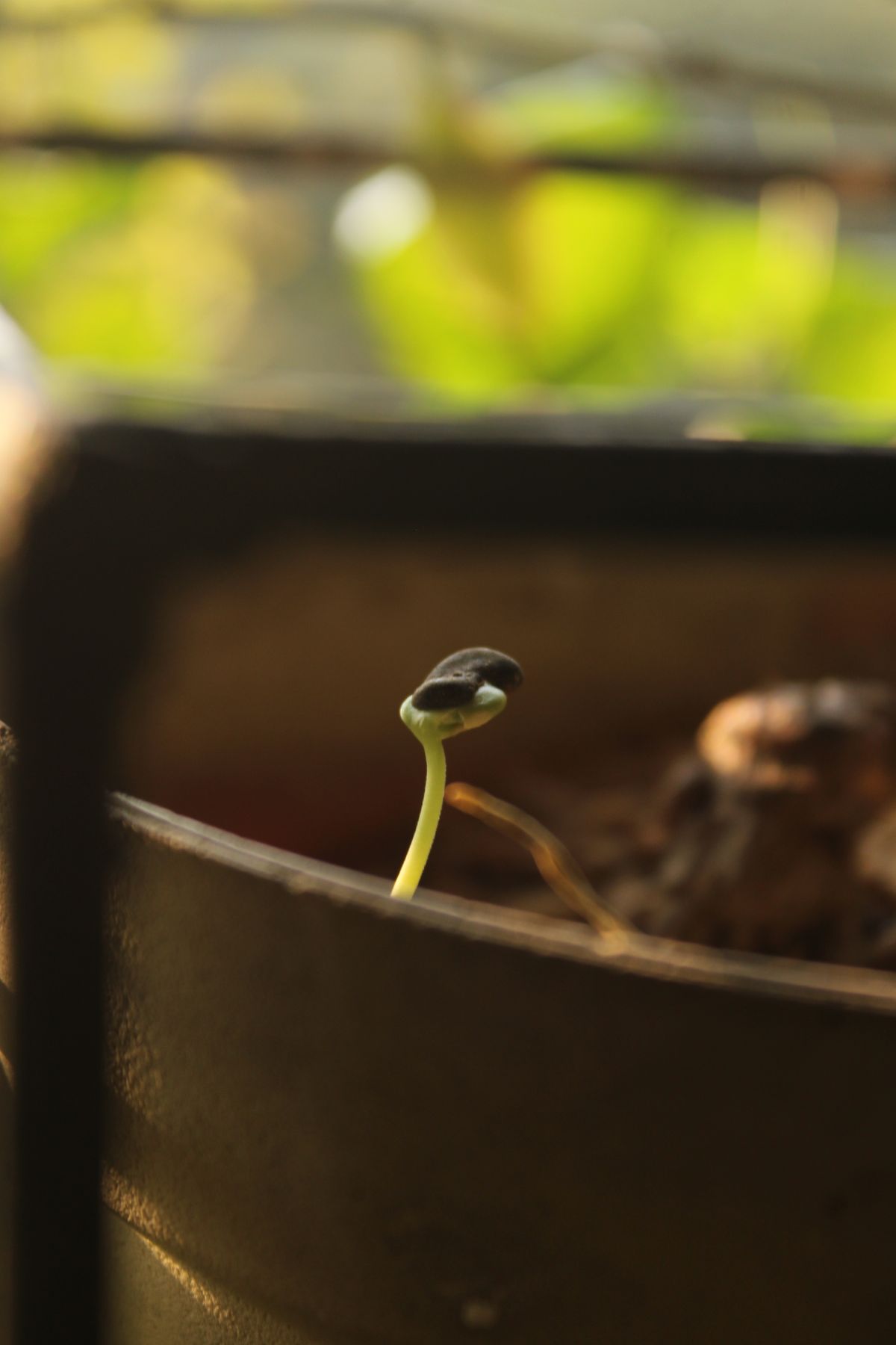 Close-up of a young seedling sprouting from soil in a pot, illustrating the moment a new growing point breaks the surface