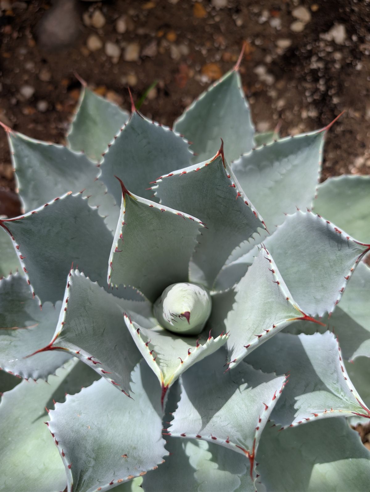 A vibrant agave plant captured up close, showcasing its symmetrical rosette shape and detailed structure