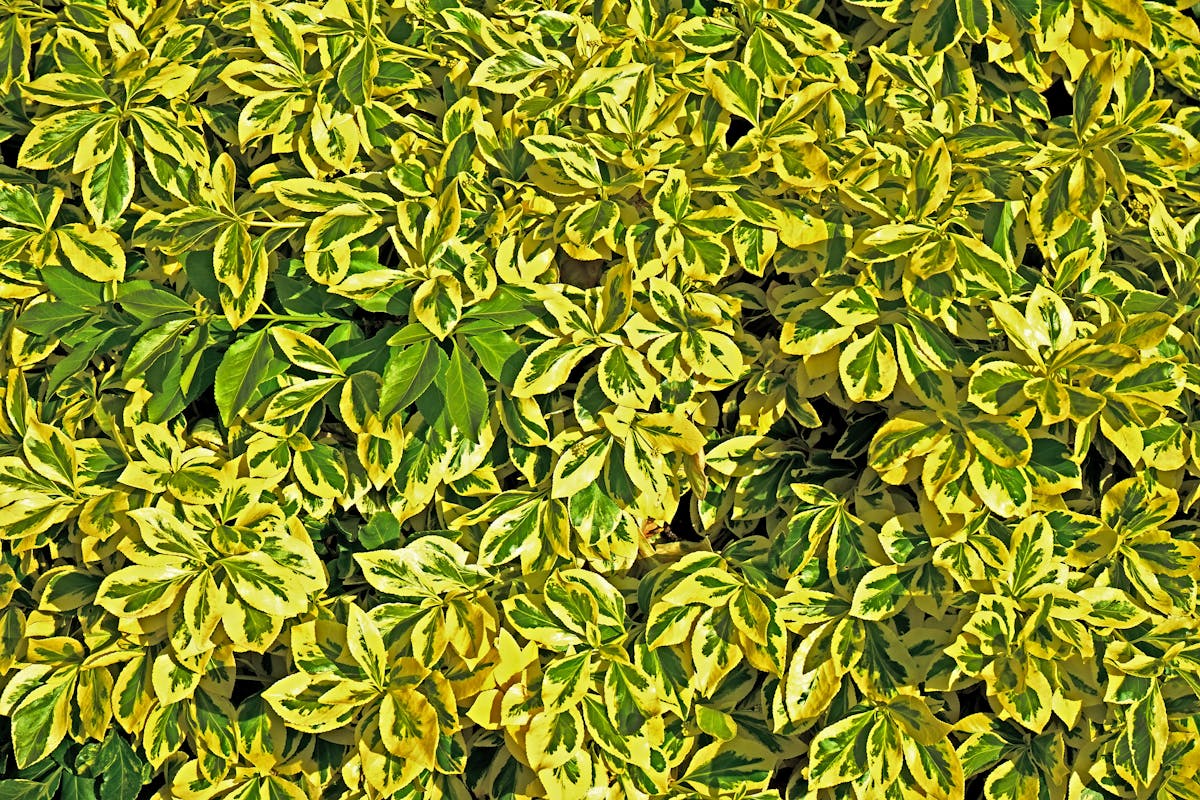 Lush display of variegated leaves showing green and yellow colouring — this type of chimeral variegation in sansevieria exists only in the outer cell layer and cannot be transmitted through leaf cuttings