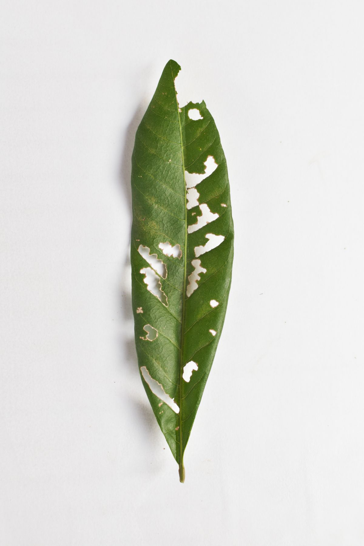 A leaf with pale, bleached patches, similar to how sun-scorched snake plant leaves look after too much direct light