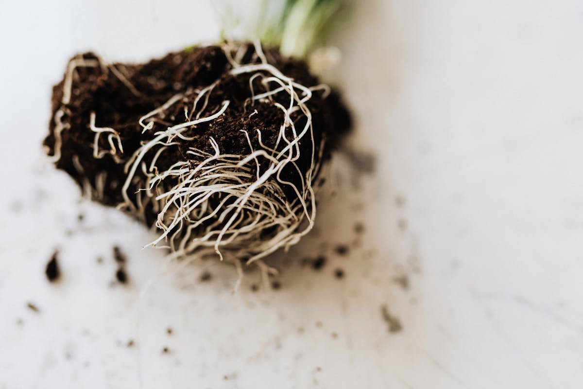 Plant root system removed from soil showing white rhizome structure and spreading adventitious roots from a succulent perennial