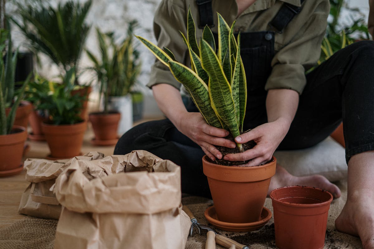 A person potting a snake plant indoors — the starting point for division propagation, which produces a fully rooted new plant faster than any leaf cutting method