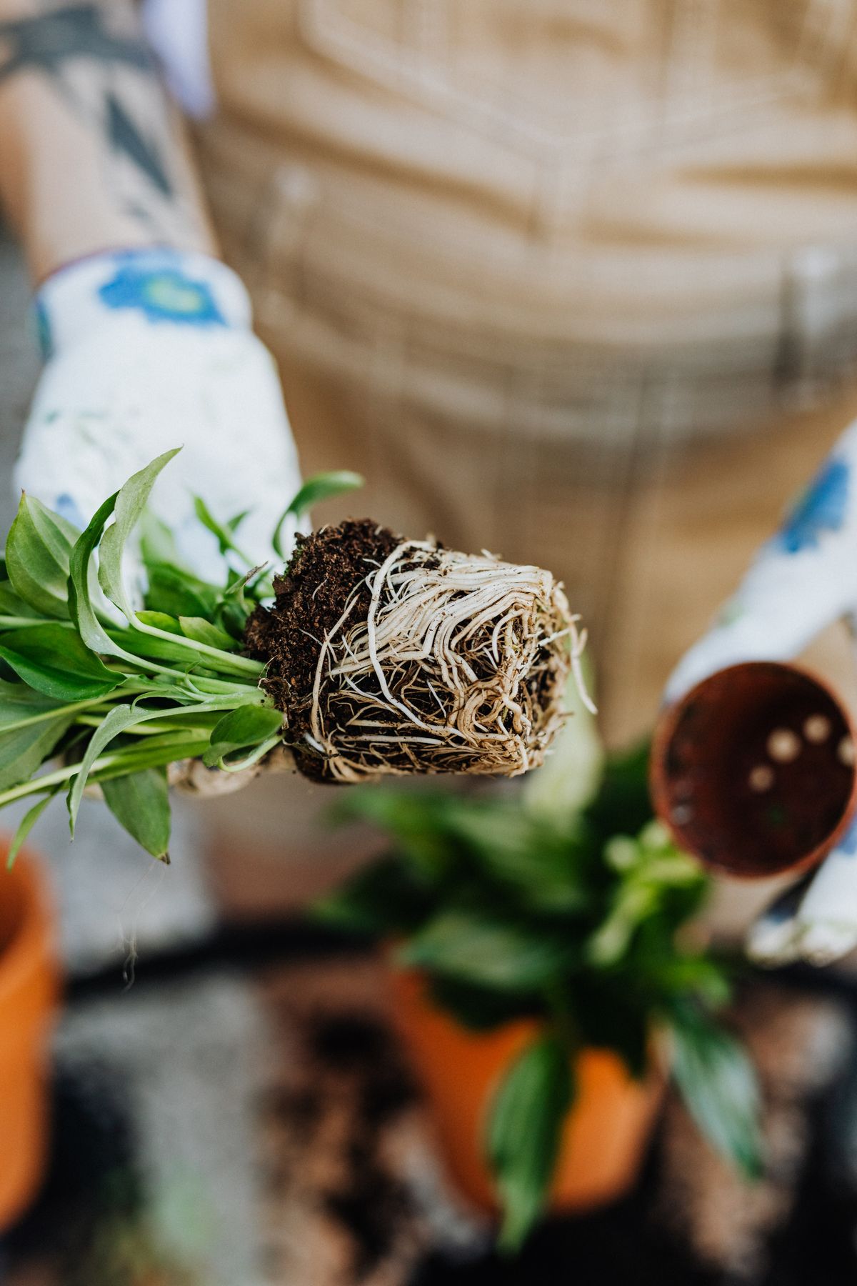Hands repotting a plant, showing roots and soil in an indoor setting